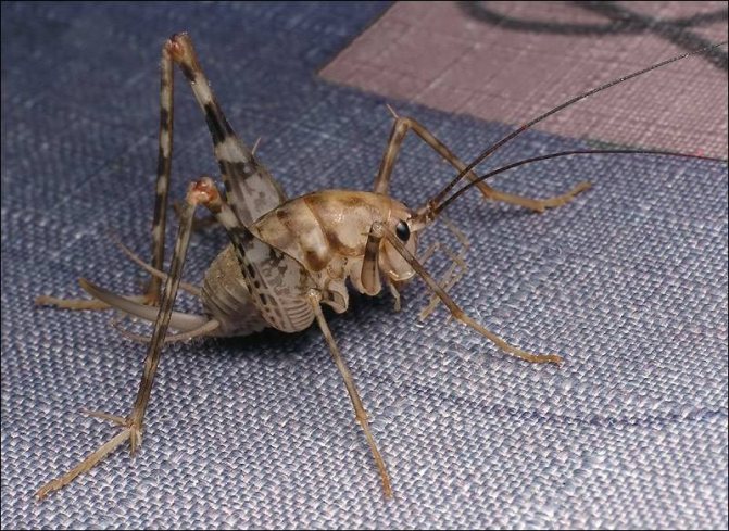 Кузнечик – как выглядит, что ест, почему прыгает