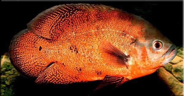 Ореховый астронотус