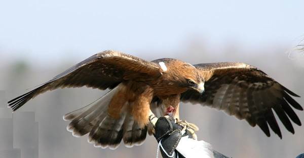 Орел-карлик-птица-Образ-жизни-и-среда-обитания-орла-карлика-5