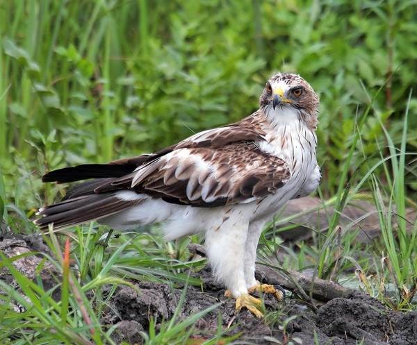 Орел-карлик-птица-Образ-жизни-и-среда-обитания-орла-карлика-8