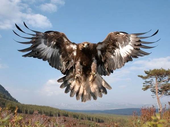 Орел-карлик-птица-Образ-жизни-и-среда-обитания-орла-карлика-9