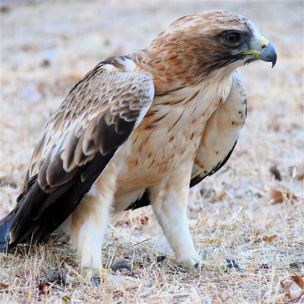 Орел-карлик-птица-Образ-жизни-и-среда-обитания-орла-карлика-2