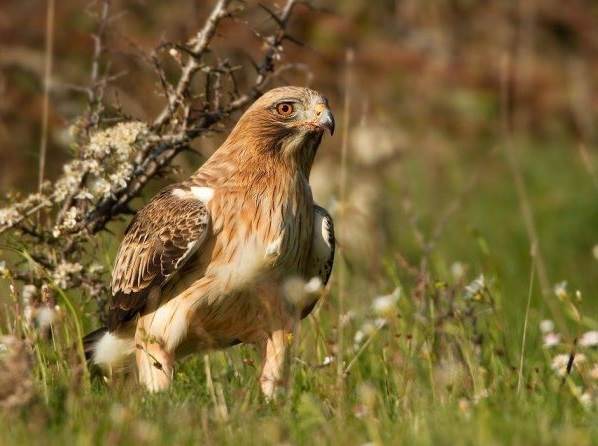 Орел-карлик-птица-Образ-жизни-и-среда-обитания-орла-карлика-1