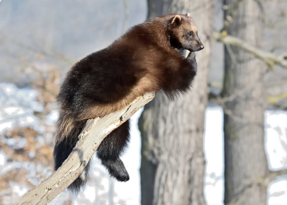 Росомаха охранник