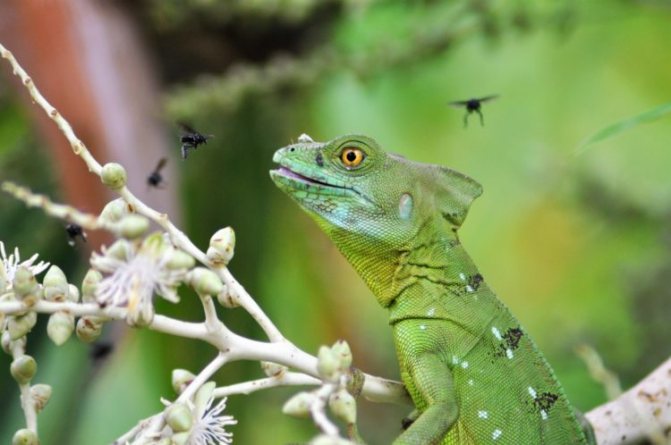 Василиск ящерица