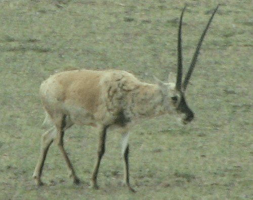 Животные Китая