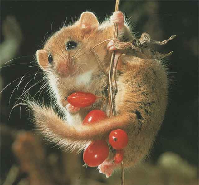 Орешниковая соня