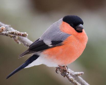 оседлые птицы перелетные птицы