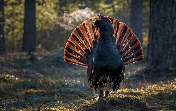Оседлые-птицы-Описание-название-виды-и-изображения-оседлых-птиц-11