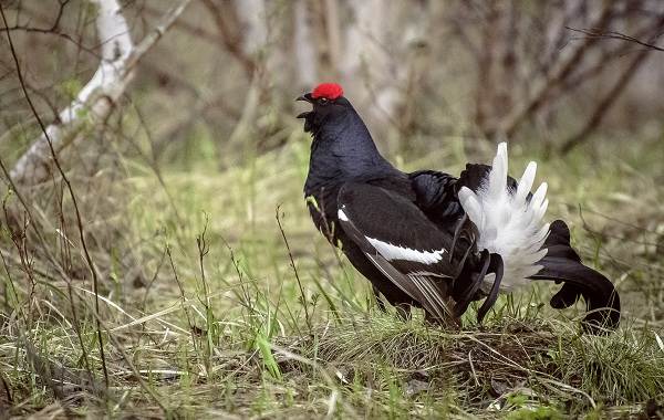 Сидячие птицы-Описание-название-виды-и-изображения резидентных птиц-12