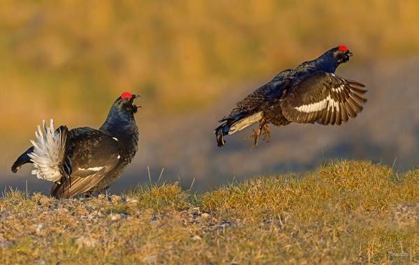 Оседлые-птицы-Описание-название-виды-и-изображения-оседлые-птицы-13