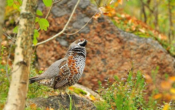 Оседлые-птицы-Описание-название-виды-и-изображения-оседлые-птицы-14