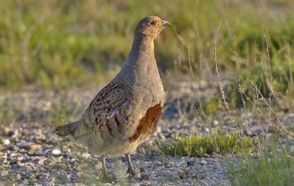 Сидячие птицы-Описание-название-вид-и-изображения оседлых птиц-15