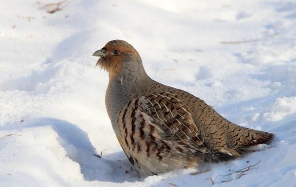 Оседлые-птицы-Описание-название-виды-и-изображения-оседлых-птиц-16