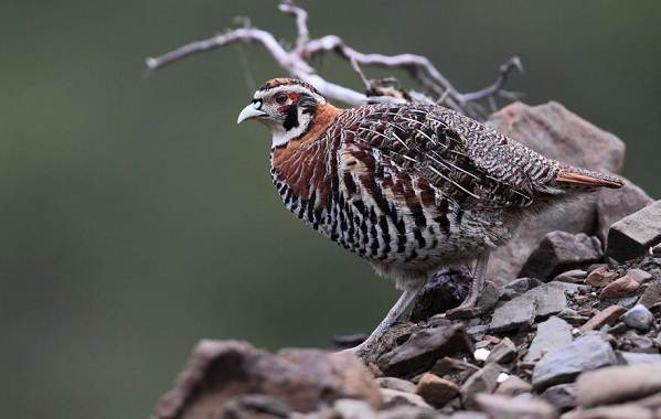 Оседлые-птицы-Описание-название-вид-и-фото-оседлые-птицы-17