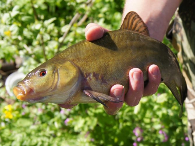 Особенности ловли