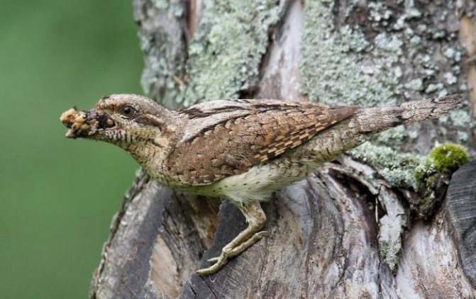 Пищевые функции изображения репы