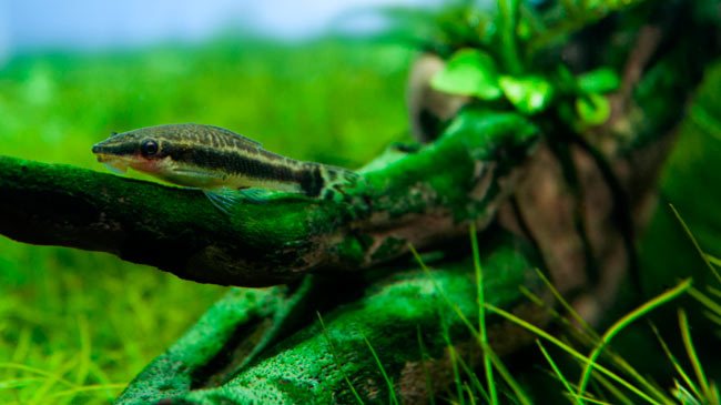 Отоцинклюс: аффинис и другие виды, содержание