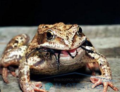 Откуда берутся лягушки в саду. Жабы и лягушки в саду
