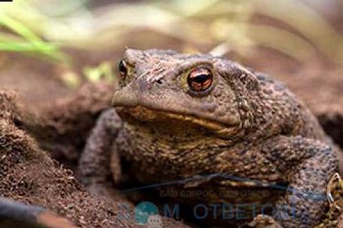 Откуда берутся лягушки в саду. Жабы и лягушки в саду