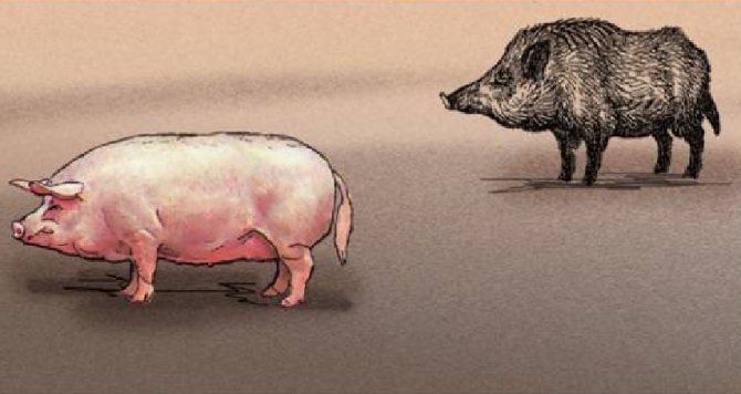 Дикий кабан - описание животного, где обитает, чем питается