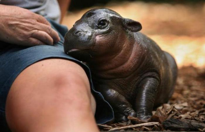 отличия бегемота от гиппопотама