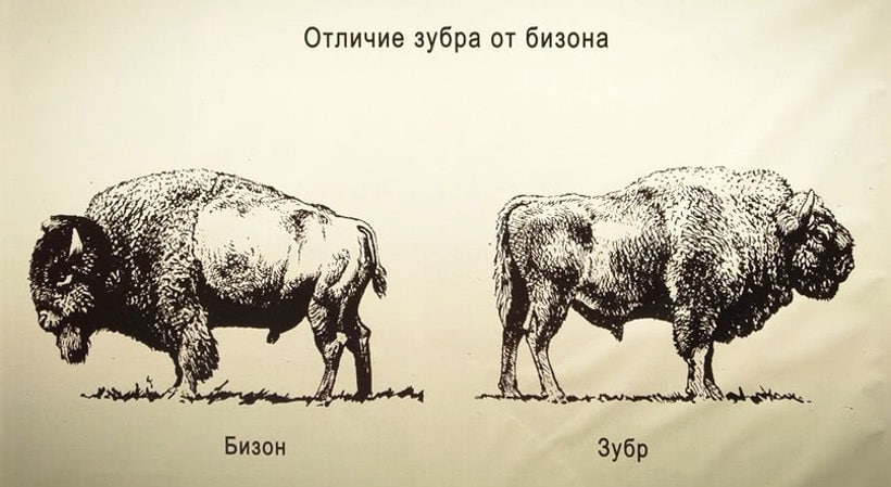 Разница между бизоном и бизоном