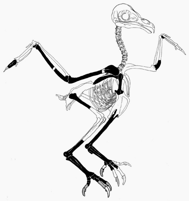 На сколько может поворачивается голова у совы и почему она крутится