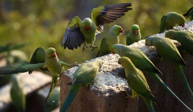 ожереловый попугай александрийский