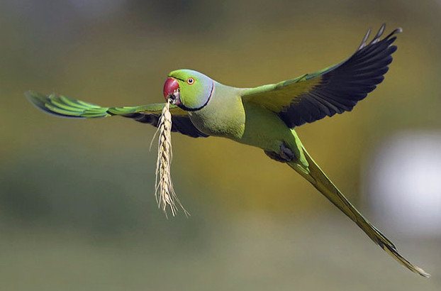 Ожереловый попугай
