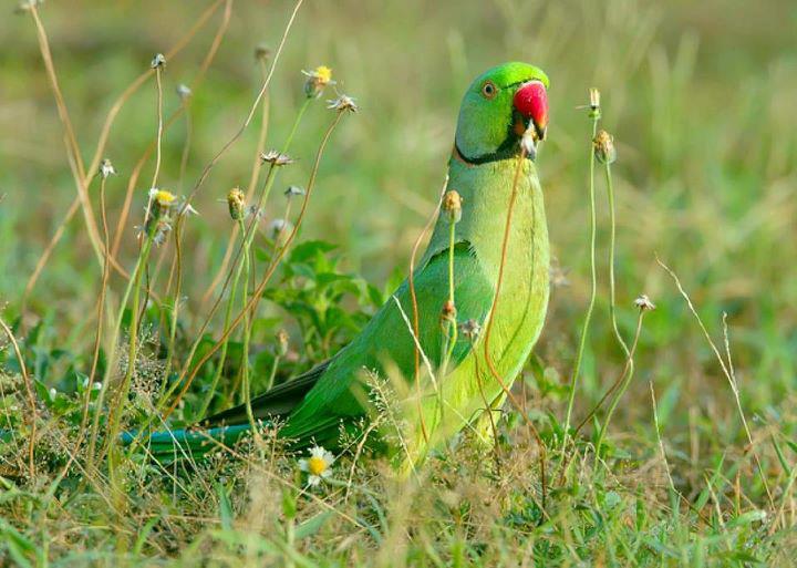 Сколько живут ожереловые попугаи в домашних условиях и дикой природе