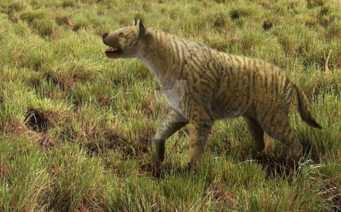 Гиена: семейство кошачьих или собачьих