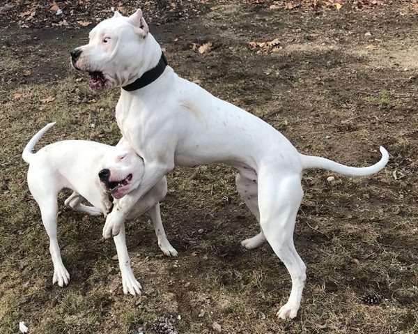 Пакистанский бульдог