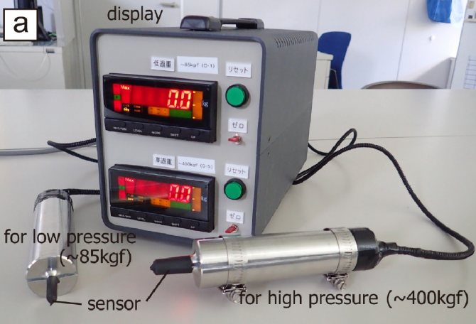 Кокосовый краб – крупнейший представитель членистоногих