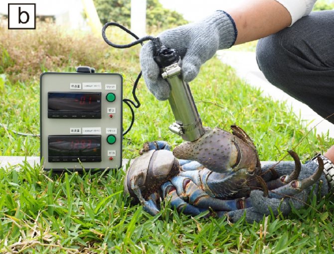 Кокосовый краб – крупнейший представитель членистоногих