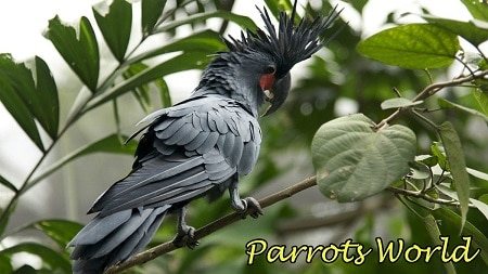 Пальмовый какаду на веточке