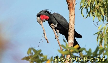 Пальмовый какаду строит гнездо