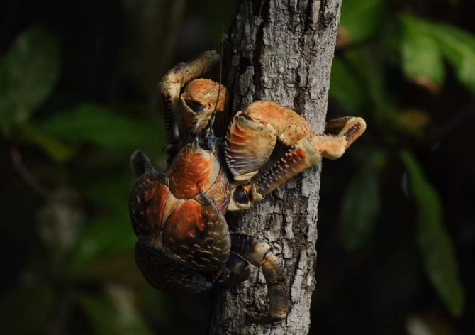 Пальмовый вор на острове Рождества, Австралия.