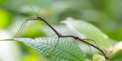 трость на листе