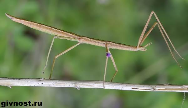 Палка насекомое-насекомое-образ жизни-и-среда обитания-8