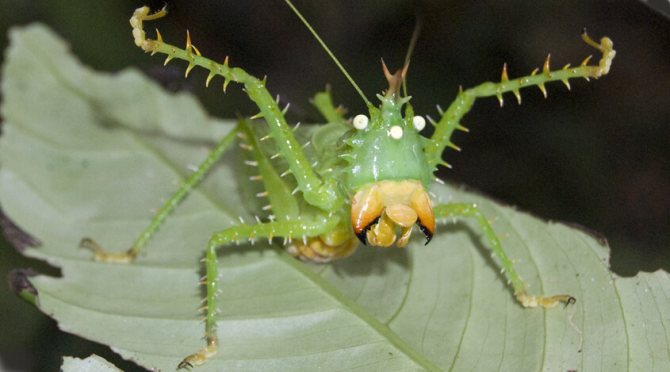 Кузнечик: описание, виды, среда обитания, жизненный цикл особенности прыгучего насекомого