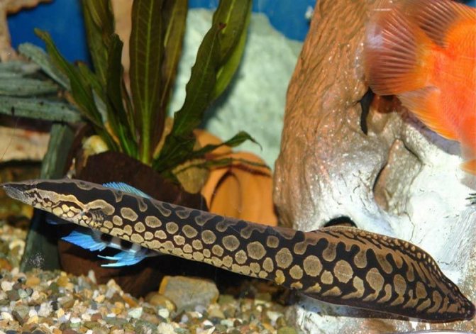 Глазчатый макрогнатус: как содержать в аквариуме