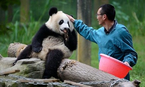 Красная панда: описание, виды, цвета, где обитает, чем питается, интересные факты