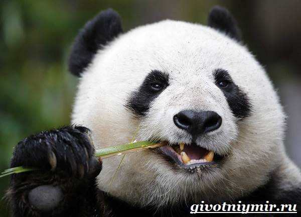 Панда-животные-образ жизни и среда обитания-панда-8