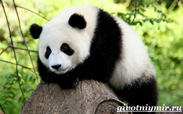 Панда-животное-образ жизни-и-среда обитания-9