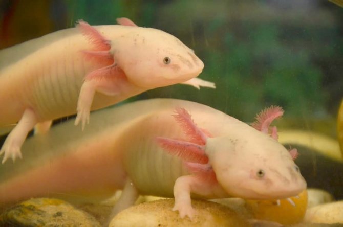 Аксолотль и амбистома: различия и как превращается во взрослую особь