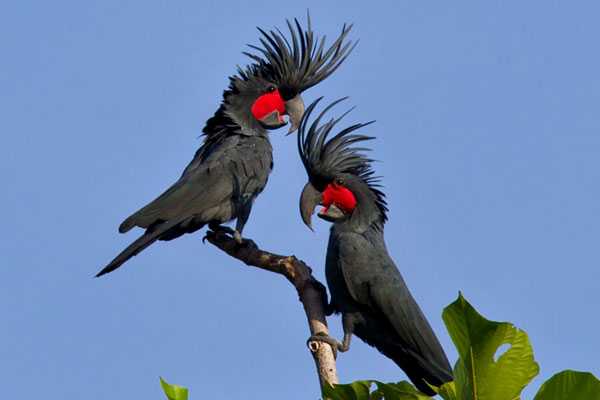 пара черных какаду
