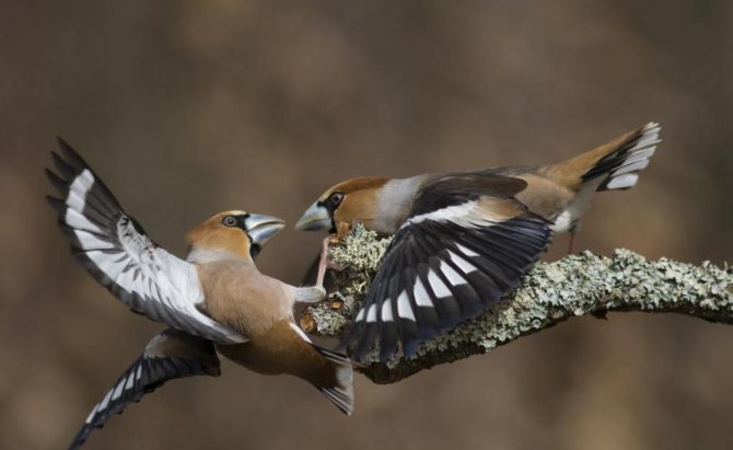 Пара дубоносов
