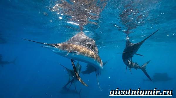 Парусник-рыба-Образ-жизни-и-среда-обитания-рыбы-парусник-7