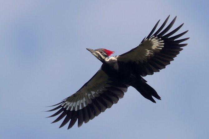 Парящий дятел